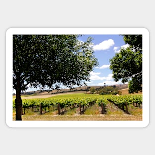Australian Vineyard Landscape Sticker
